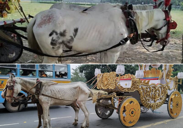 Calcutta High Court Directs State to Submit Policy to Spare Victoria Horses Suffering Following PETA India Petition