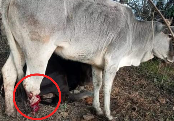 PETA इंडिया के हस्तक्षेप के बाद, गाय के पैर काटने वाले 3 अभियुक्तों के खिलाफ प्राथमिकी रिपोर्ट दर्ज