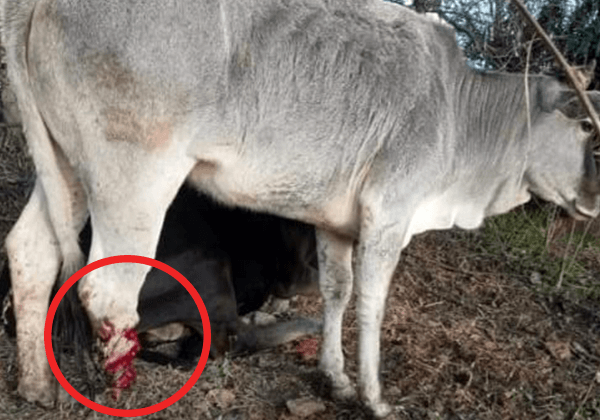 FIR Registered Against Three Men Who Chopped Off Cow’s Leg After PETA India Intervened