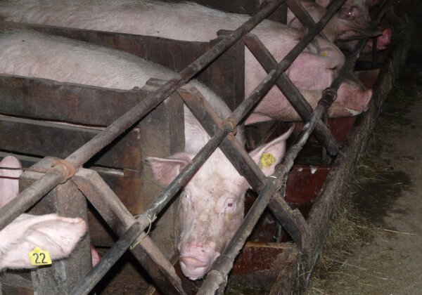pig-farming in crate
