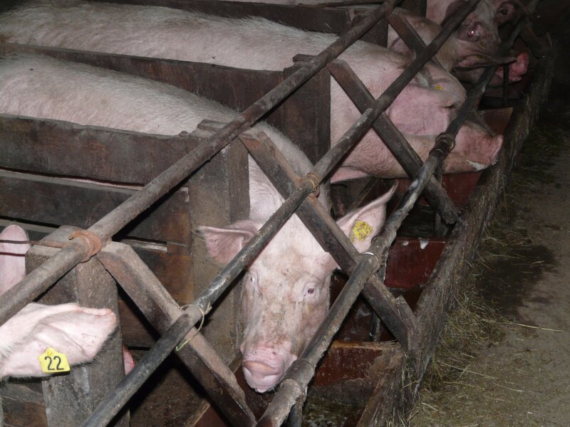 pig-farming in crate