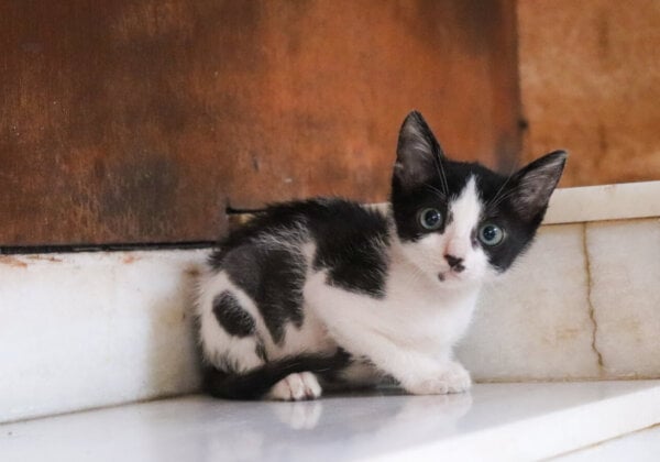 Kitten Rescued by Raveena Tandon Is Ready for Adoption