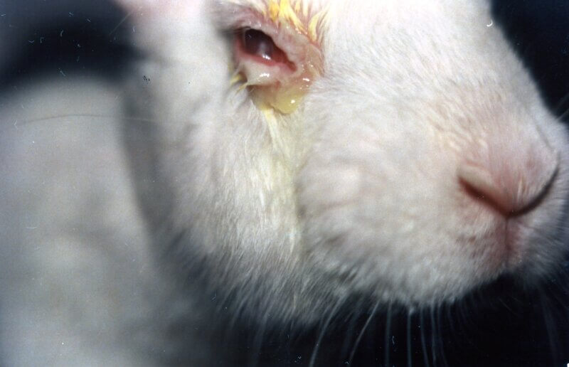11 Ways PETA Entities Won for Animals in Laboratories During the Pandemic -  Blog - PETA India