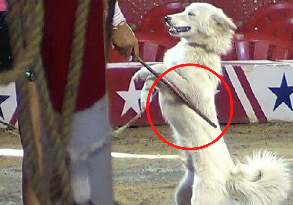 PETA इंडिया की याचिका में दिल्ली उच्च न्यायालय ने सर्कसों में पशुओं के प्रयोग को प्रतिबंधित करने हेतु अपना रुख स्पष्ट करने का निर्देश दिया