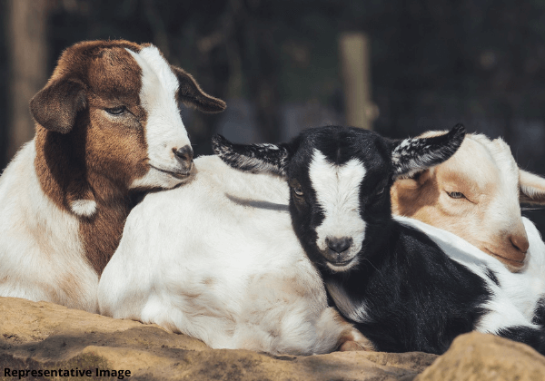 PETA इंडिया की शिकायत के बाद, 101 बकरों की कुर्बानी देने वाले उद्योगपति के खिलाफ़ मामला दर्ज़