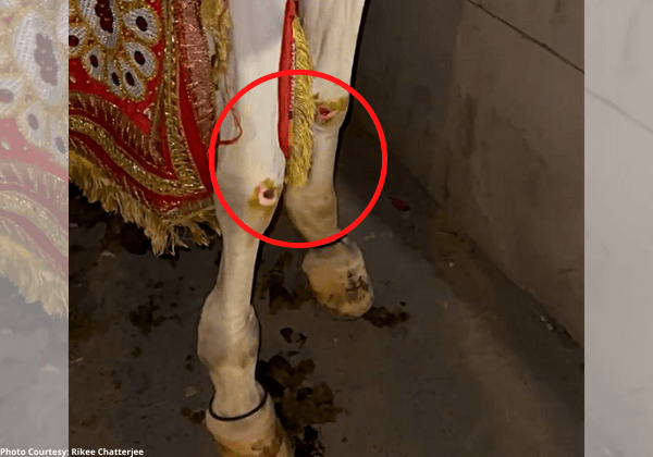 PETA इंडिया और CAPE फ़ाउंडेशन की शिकायत के बाद कोलकाता में टूरिस्ट कैरिज ढोने के लिए इस्तेमाल किए गए घोड़े के साथ कथित क्रूरता के खिलाफ़ एक और FIR दर्ज़