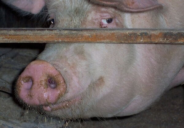 PETA इंडिया की अपील के बाद गुजरात सरकार ने माता सूअरों को कैद में रखने वाले पिंजरों के खिलाफ़ सर्कुलर ज़ारी किया