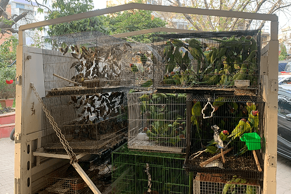 PETA इंडिया की शिकायत के बाद कबूतर मार्केट से हजारों तोतों एवं अन्य पक्षियों को बचाया गया