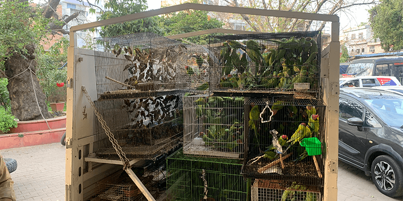 PETA इंडिया की शिकायत के बाद कबूतर मार्केट से हजारों तोतों एवं अन्य पक्षियों को बचाया गया