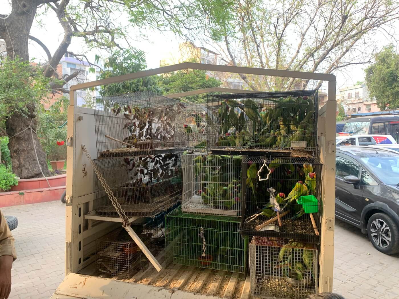 Following a PETA India Complaint, Thousands of Parakeets and Other Birds Were Rescued in a Raid on Kabutar Market in Delhi - Blog - PETA India Following a PETA India Complaint, Thousands of Parakeets and Other Birds Were Rescued in a Raid on Kabutar Market in Delhi - Blog - PETA India