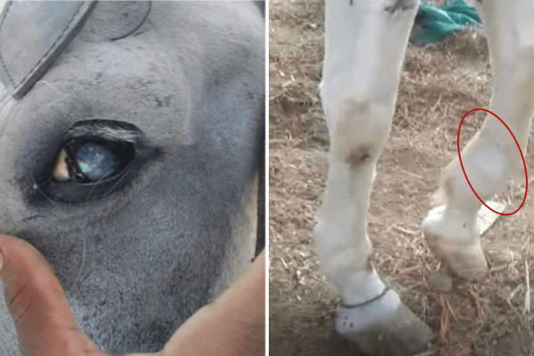 नई रिपोर्ट: PETA इंडिया ने खुलासा किया कि कोलकाता के विक्टोरिया में सवारी हेतु इस्तेमाल घोड़े भुखमरी, सड़क हादसों के कारण फ्रैक्चर, रेबीज की आशंका एवं अन्य समस्याओं से पीड़ित हैं