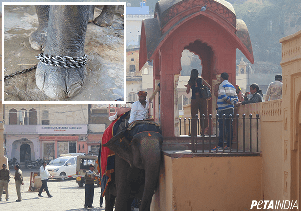 Elephant rides collage for shobha de