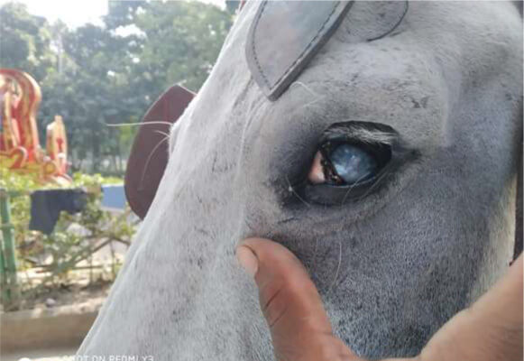 Horse has unilateral blindness caused by cataracts - Kolkata second assessment report