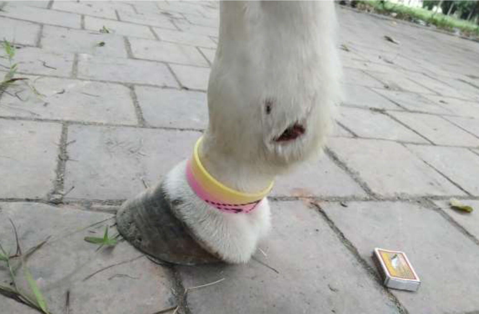 New Report Kolkata’s Victoria Horses Suffer From Starvation, Fractures