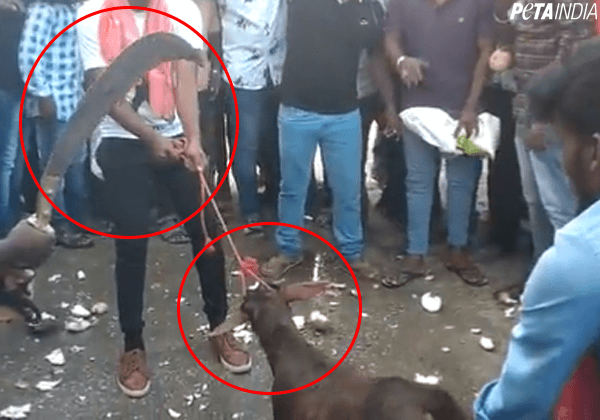 PETA इंडिया की शिकायत के बाद बकरे की बलि देने वाले के खिलाफ़ FIR दर्ज़