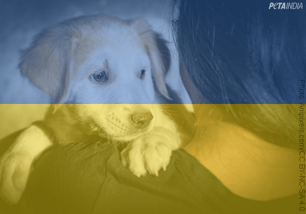 PETA इंडिया के प्रयासों के बाद, कई भारतीय यूक्रेन से अपने पशु साथियों के साथ वापिस लौट रहे हैं