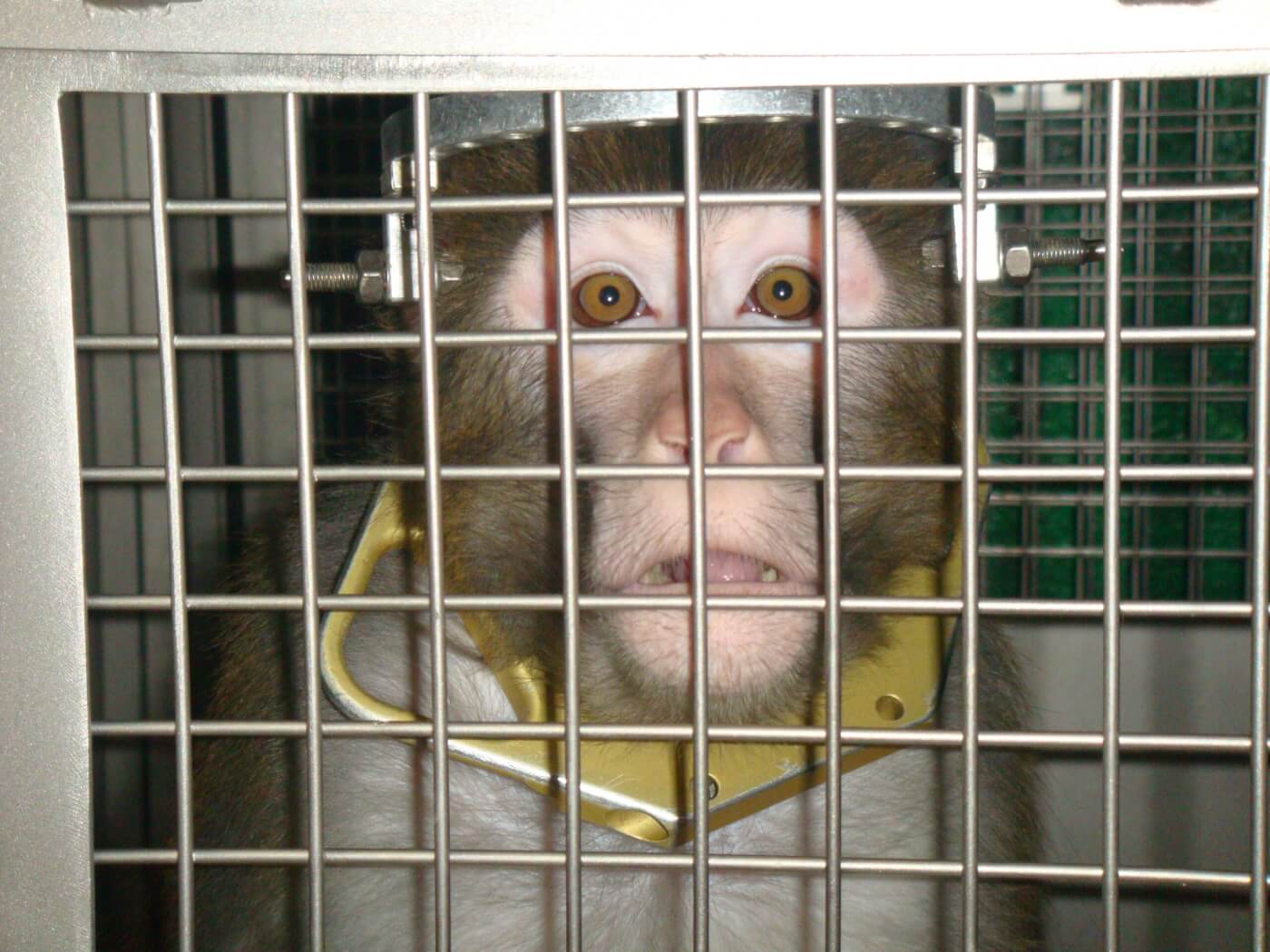 We Don't Need More Monkeys, We Need a New Strategy to Test Vaccines