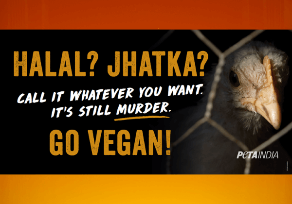 PETA India Responds to Halal Meat Hubbub With New 'Go Vegan' Billboard -  Blog - PETA India