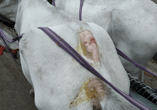 Calcutta High Court allows PETA India and CAPE Foundation to provide suffering horses with necessary care