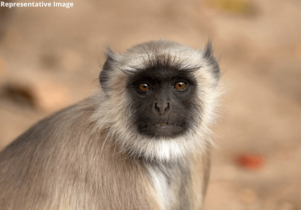 PETA इंडिया एवं उत्तर प्रदेश वन विभाग ने मिलकर कई हफ़्तों से बंदी बनाकर रखे गए लंगूर का रेसक्यू किया