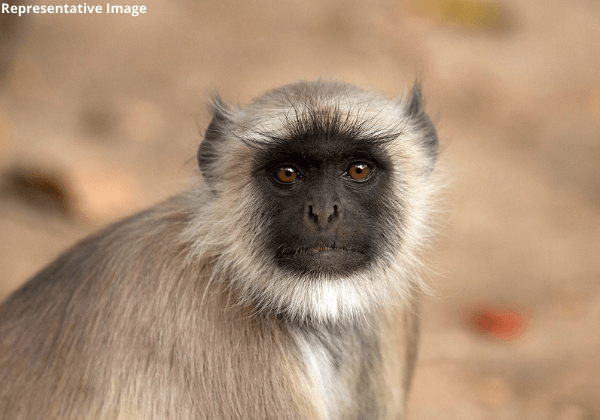 Langur Illegally Kept Captive for Weeks Rescued by PETA India and UP Forest Department