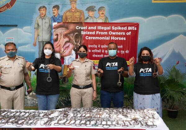 दिल्ली पुलिस और PETA इंडिया ने शादियों में इस्तेमाल होने वाले घोड़ों को नियंत्रित करने वाली 100 से अधिक काँटेदार लगामों का प्रदर्शन किया