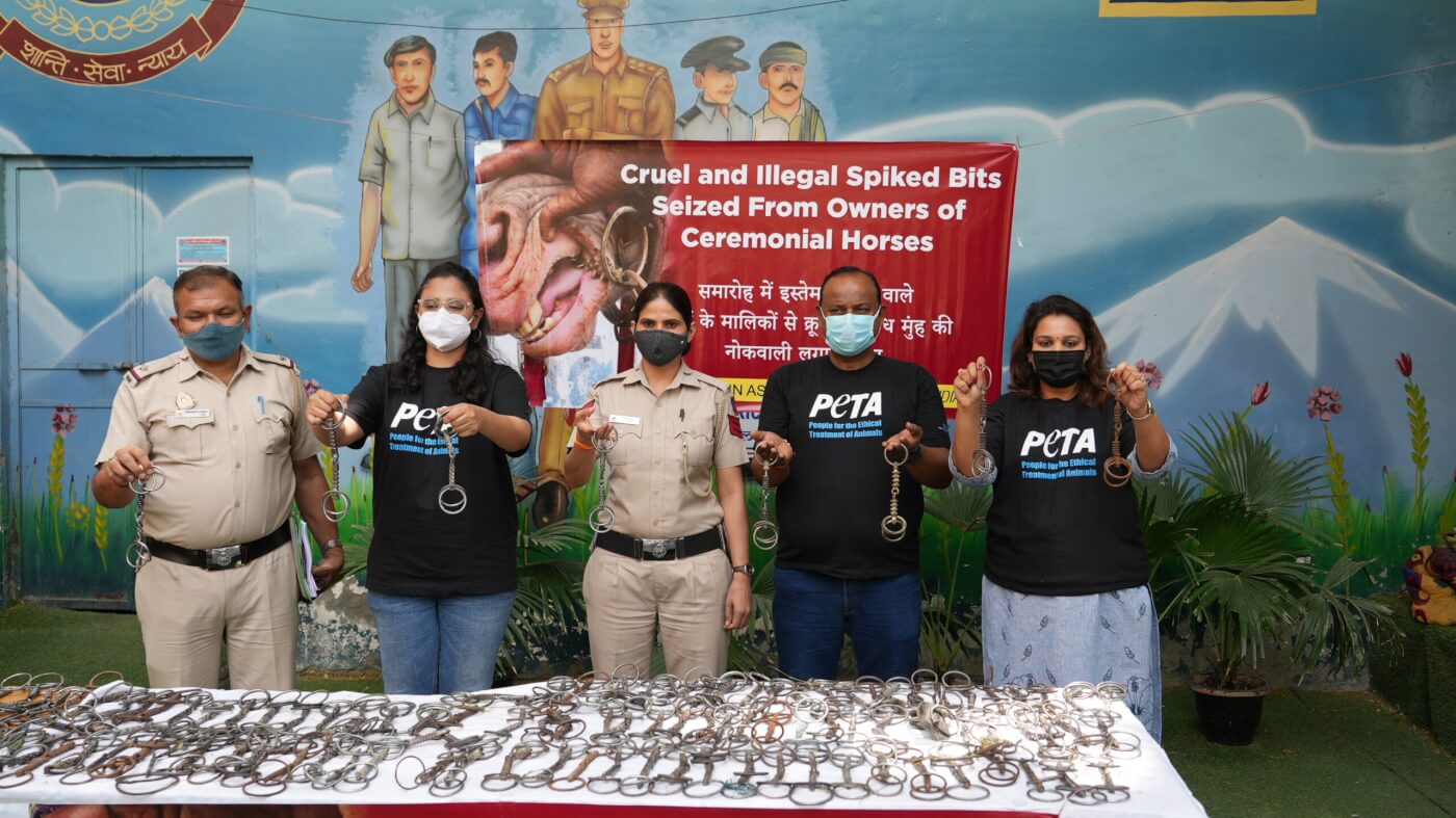 Delhi Police and PETA India Displayed Over 100 Seized Spiked Bits Used to Control Horses in Weddings