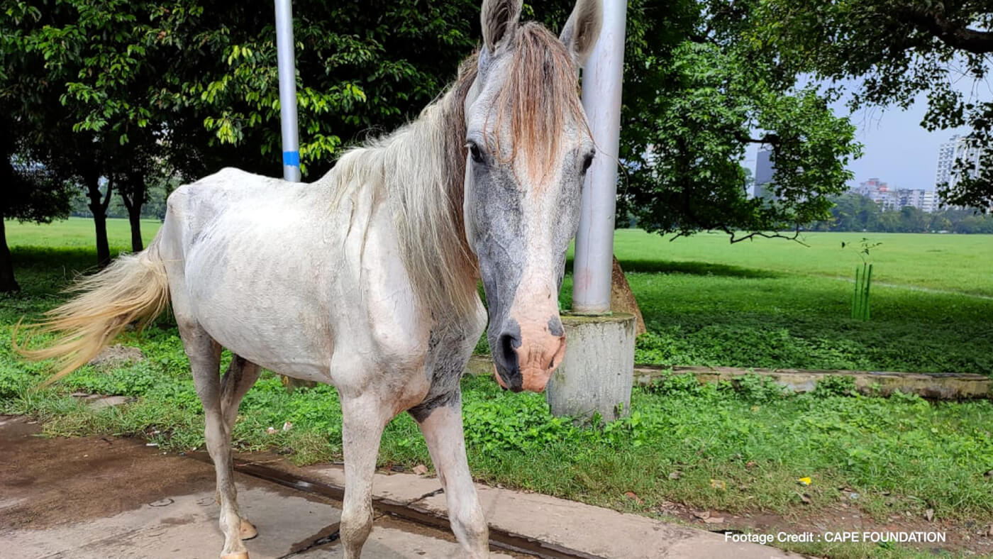 Third PETA India Investigation Reveals State of Emergency for Kolkata Horses