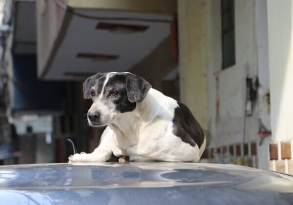 मासिक बाचव कार्य: Oreo नामक कुत्ते की जीने की प्रबल चाह