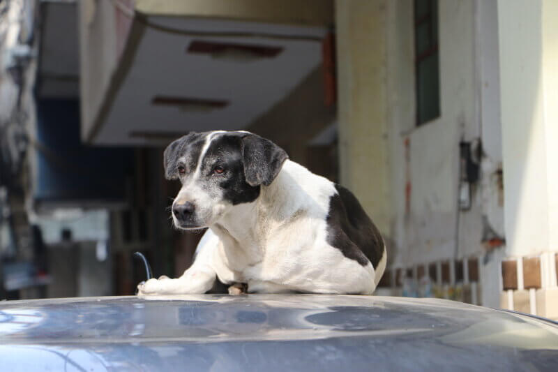 Oreo remained with the family, and PETA India’s emergency rescue team was quick to arrive