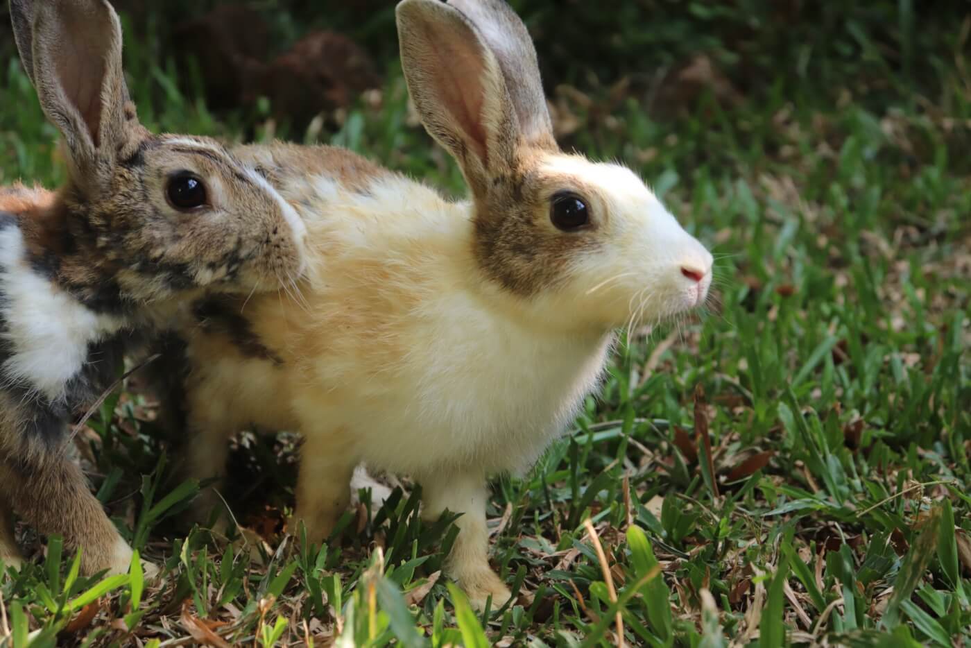 Following Complaints, Former Cricketer Vinod Kambli Relinquishes Five Rabbits to PETA India for Rehabilitation