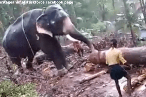 केरल में लकड़ी के लट्ठे ढुलाई के लिए दुर्बल हाथी के साथ दुर्व्यवहार – PETA इंडिया ने बचाव के लिए मुख्यमंत्री से की अपील