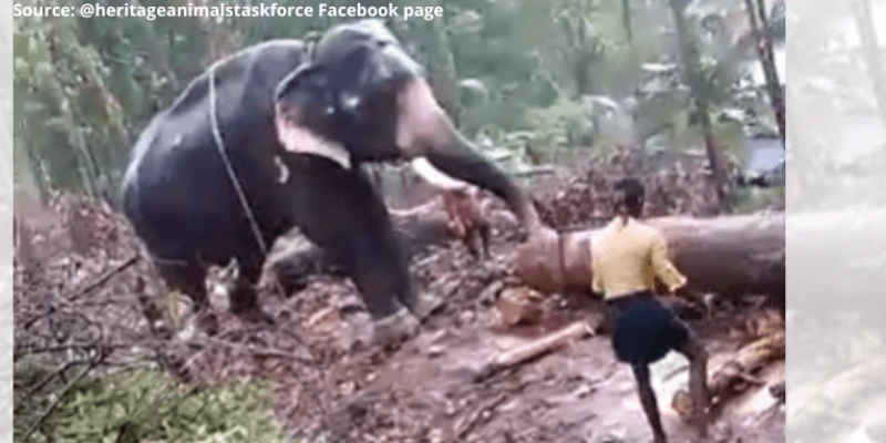 Emaciated Elephant Abused for Logging in Kerala – PETA India Appeals to Chief Minister for Rescue