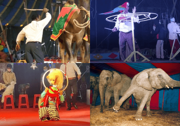 Urge BookMyShow to Stop Cruel Animal Circus Promotions