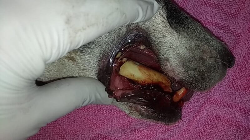 Oreo was in tremendous pain from a bone wedged between his teeth