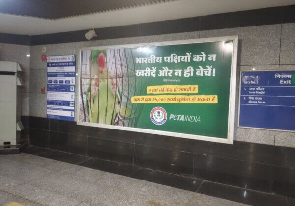 “वन्यजीव अपराध नियंत्रण ब्यूरो” और PETA इंडिया की चेतावनी: पक्षियों को कैद करना आपको सलाखों के पीछे पहुंचा सकता है