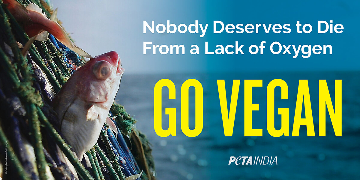 PETA India's World Oceans Day Plea for Netted Fish: 'Nobody Deserves to Die  From a Lack of Oxygen' - Blog - PETA India