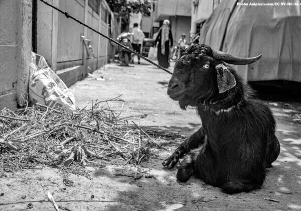 Animal Welfare Board Issues New Advisory to Stop Cruelty to Animals Ahead of Eid al-Adha Following a PETA India Appeal