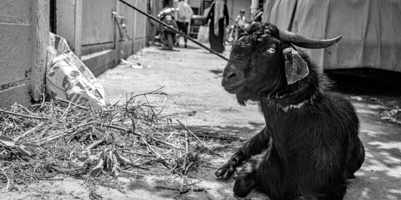 Goat bought for eid sacrifice - pic from anipixels copy