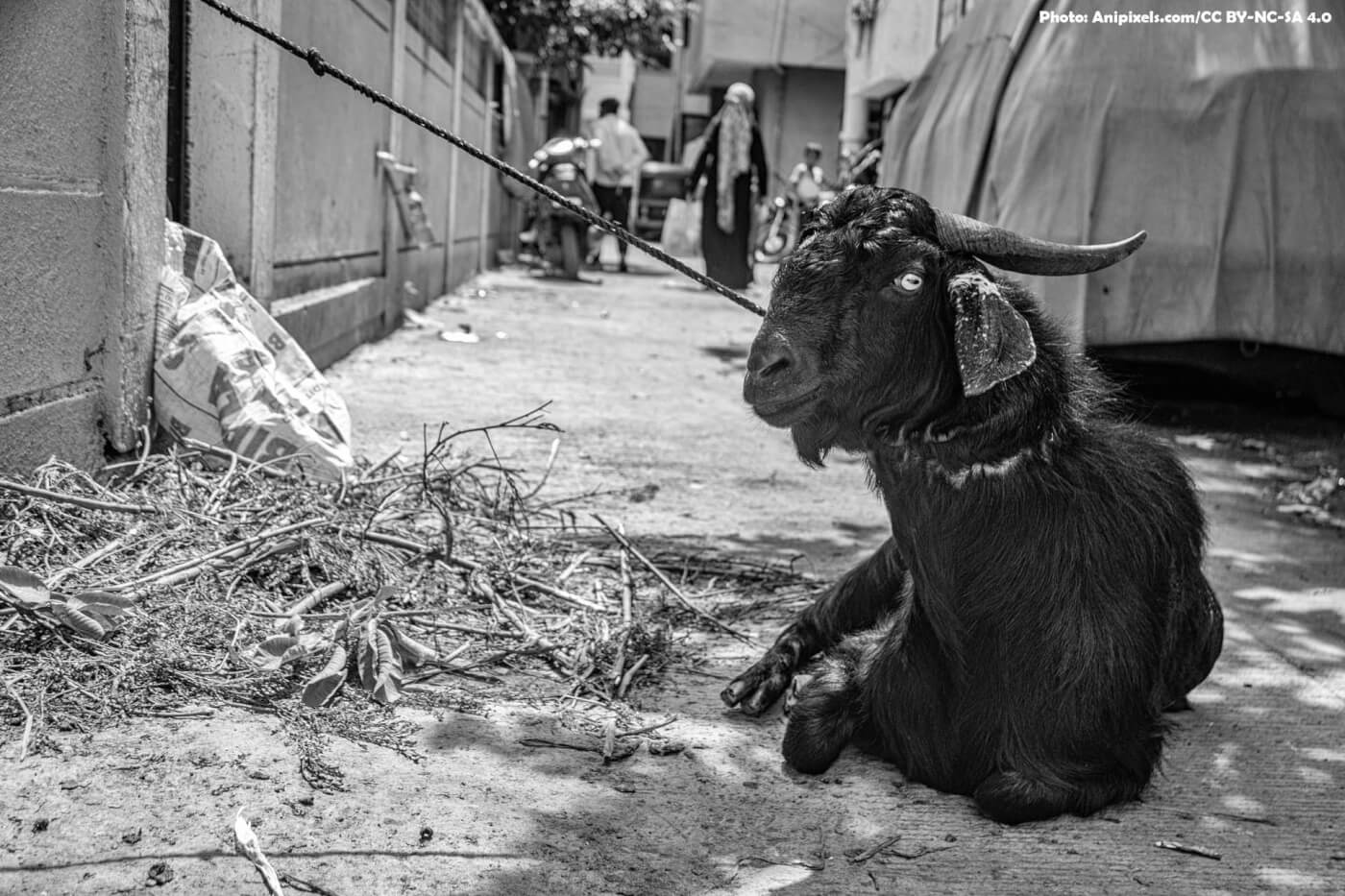 PETA इंडिया के अनुरोध पर एनिमल वेलफेयर बोर्ड ने ईद अल-अज़हा से पहले जानवरों के प्रति क्रूरता को रोकने हेतु नई एडवाइजरी ज़ारी की
