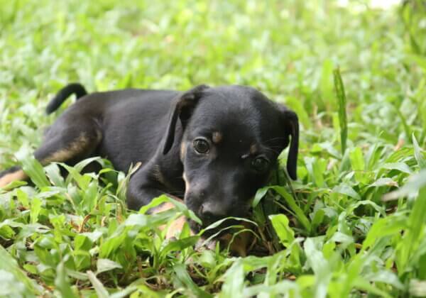 Adopt PETA India’s Rescued Pup and Give Her a New Life!