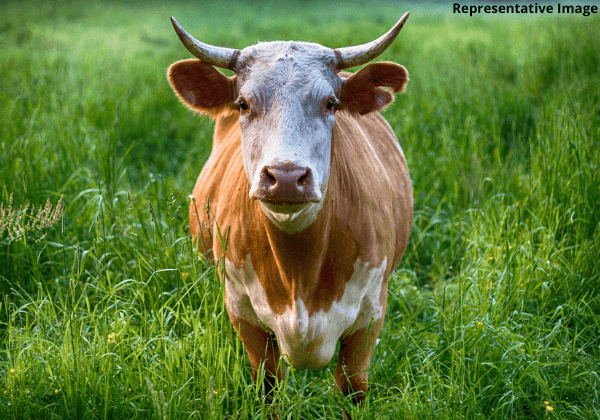 PETA इंडिया की शिकायत के बाद नागरकुरनूल में जिंदा बैलों को दफ़नाने की प्रथा को समाप्त किया गया
