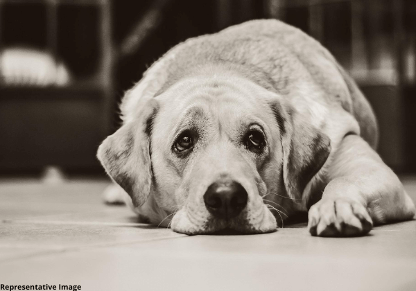 PETA इंडिया ने ‘777 Charlie’ फ़िल्म के प्रशंसकों से कुत्ते न खरीदने का अनुरोध किया