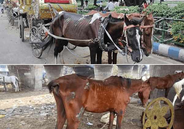 Animal Welfare Board Asks Kolkata Authorities to Conduct an Urgent Enquiry Into Cruelty to Horses