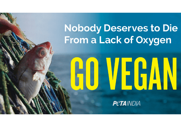 PETA India’s World Oceans Day Plea for Netted Fish: ‘Nobody Deserves to Die From a Lack of Oxygen’
