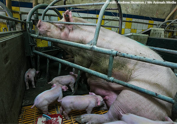 Delhi Issues Circular Against Confining Mother Pigs to Crates, Following PETA India Appeal