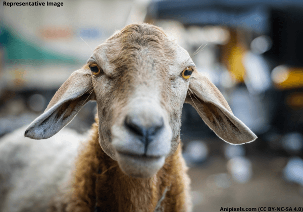 goat sheep eid
