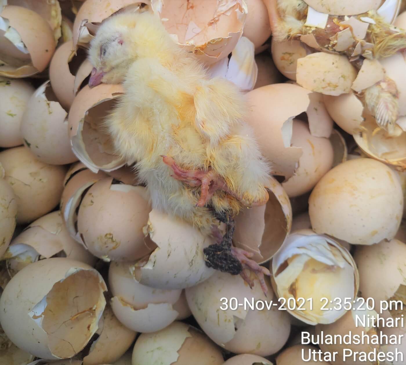 New Investigation Shows How the Egg and Meat Industry Cruelly Kills