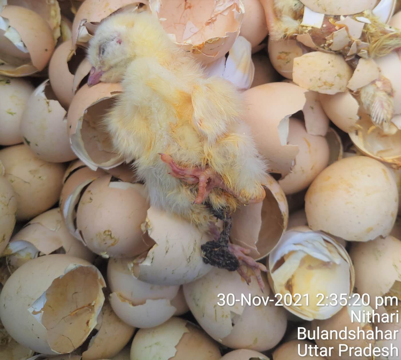 New Investigation Shows How the Egg and Meat Industry Cruelly Kills Chicks