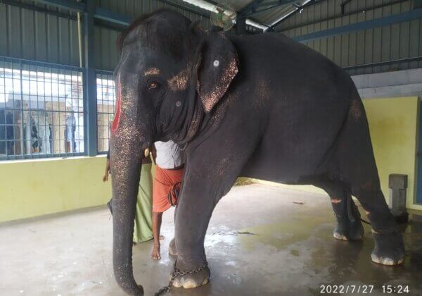 Tamil Nadu Police and Forest Department File Cases on Abuse of Elephant Jeymalyatha Following PETA India, Animal Welfare Board Intervention